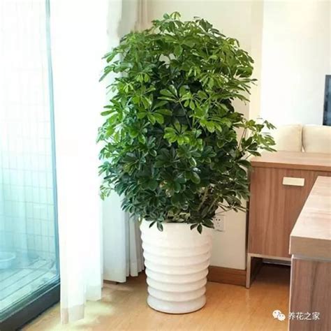 招財植物室外